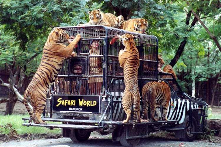 kham-pha-cong-vien-safari-world-thai-lan